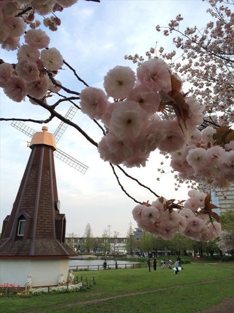 20150603-17-02-Windmills -Japanese-Flowers